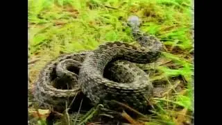 A rákosi vipera védelme vhs
