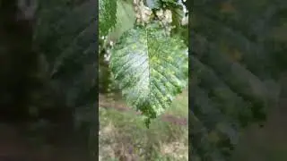 Lobel elm - leaf - September 2023