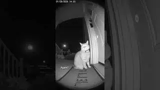 Entitled Cat Rings Doorbell & Files Formal Complaint 😤🔔
