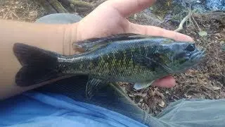 Suwannee bass caught in the Santa Fe River, High Springs, Florida