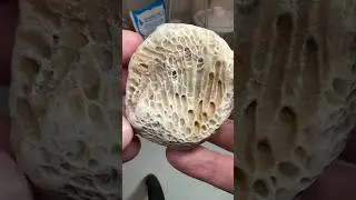 CUTTING a Perfect 450 MILLION Year Old Fossil 😱