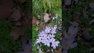 Crocus & Squill  more Spring flowers 2003 #shorts