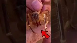 Truth About Camel Spider! #creepyanimals