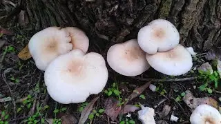 Jablanovača (Agrocybe aegerita) ili topolovka