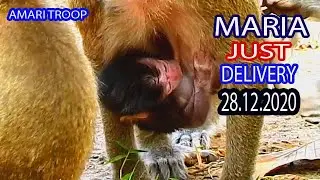 BREAKING NEWS!! CONGRATULATION FOR AMARI TROOP, MOM MARIA JUST DELIVERY THIS MORNING