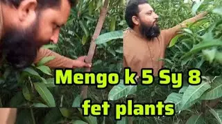 6 سے8 فٹ کے تیار آم کے پودے | Chandia Nursery Uch Sharif | Mango Plants Ready for Plantation”