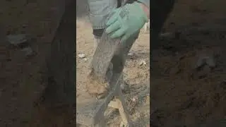 Incre&iacute;blemente real: el sorprendente arreglo de pezu&ntilde;as de burro en zonas rurales de China 😲🔧