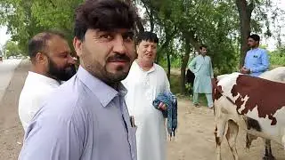 Kotlikalan husinshaha bahi ka sat korbaniyo belo ki kimaty 31...5...2025