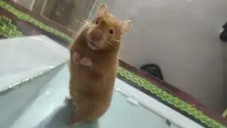 This Hamster is Reacting to the Whistle Sound SO Cute 😍