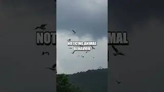 Decoding Nature's Weather: Reading Natural Signs