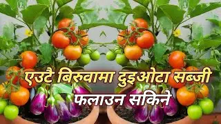 Tomato grafting on eggplant || multiple grating / टमाटर र बैगुन कलमी गर्ने तरिका #gardentwo