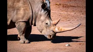 The Armor of the Wild A Close Look at Rhino Skin