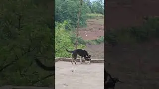 പൂച്ച സാറിനെ വിളിക്കാൻ വന്ന നായ #cat #dog
