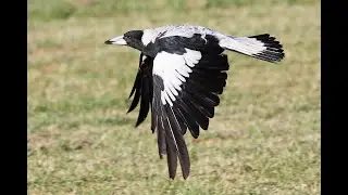 Are You Superstitious? Part 17 How to salute a Magpie?
