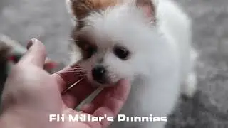 Eli Miller's Pomeranian Puppy