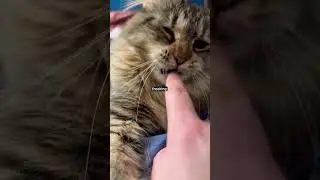 Ferbie showcase part 2 #cats #cat #adorably #funnyanimals #kitten #funnycats #adoreble #mycat