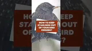 How to Keep Starlings Out of Your Bird Feeders #shorts