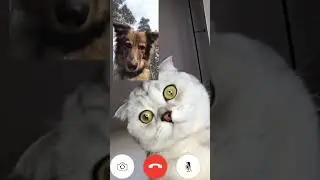 Dog vs Cat - 📞 Funny Call Conversion videos #shorts