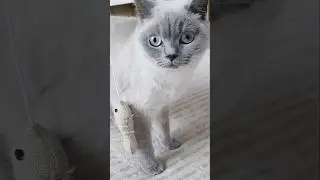 The phrase &lsquo;domestic cat&rsquo; is an oxymoron. British shorthair colorpoint.