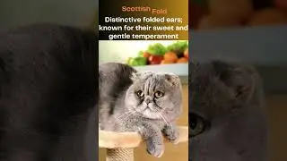 Top 10 Rare Cat Breeds Kept as Pets in Vietnam