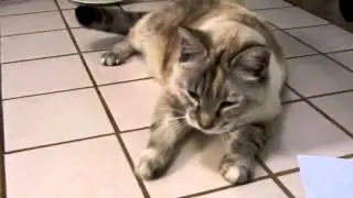 Cat Reverse Sneeze