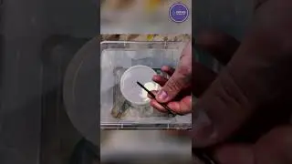 Rehbinder effect