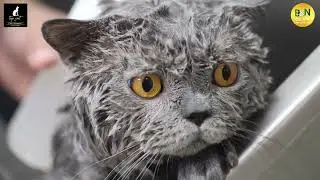 British Shorthair - Top Cat by Chris Christensen's Grooming products by Rui Da Silva