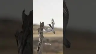Kingfisher in flight and landing #birdsofyoutube #birdlovers #wildlife #birds #inflight #kingfisher