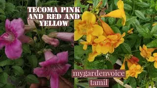 tecoma pink and orange hybrid plants in pots care/mygardenvoice tamil/