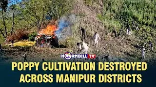 POPPY CULTIVATION DESTROYED ACROSS MANIPUR DISTRICTS