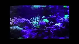 Acan Lighting 600 & 800 Series LED Aquarium Lighting
