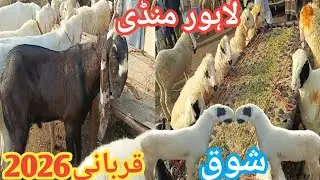 Wednesday Update|Qurbani2026|kajle mundre|Dumbafarm|Lahore mandi shahpur|Got farming in pk|28jan2026