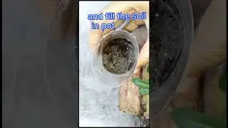 How to grow butterfly pea plant from seeds 🌿at home #shorts