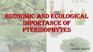 ECONOMIC IMPORTANCE OF PTERIDOPHYTES