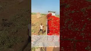 Tomato Toss Mastery: Farmer's Gravity-Defying Harvest Hack Goes Viral!
