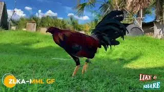 ZLKA-MML GF 60