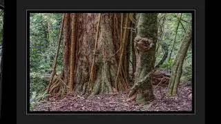 Dorrigo Rainforest