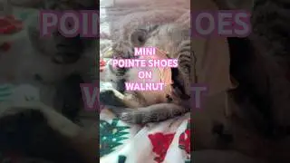 MINI POINTE SHOES ON WALNUT #ballerina#ballet#dancer#mini#cat#pointeshoes#funny#kitty