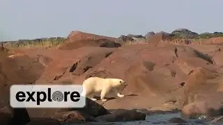 Polar Bear Mom and cub by Churchill River | EXPLORE HIGHLIGHT