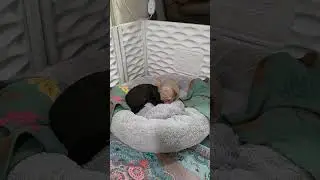 Australian Labradoodle Puppies Want to be BIG KIDS Now!!! #puppy  