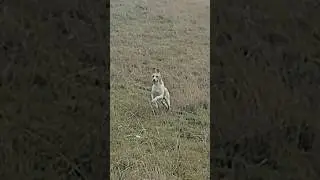 A VELOCIDADE DE UM Foxhound-americano😳 #foxhound #camp #shots #top #camping #viral #pescador #video