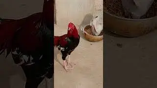 Pakistan Aseels Birds