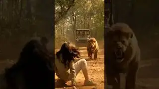 Tiger Attack Scene | Dangerous Jungle Action | Wild Tiger League Clip