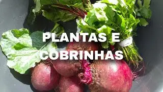 PLANTAS E COBRINHAS 