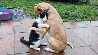 Когда ваша кошка и собака не могут отрицать свою любовь друг к другу! 🥰❤️