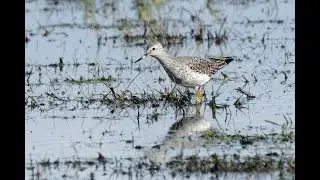Lesser Yellowlegs, Frampton Marsh RSPB, Lincolnshire, 21/4/24