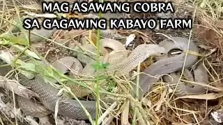Mag asawang cobra sa gagawing kabayo farm | Ben Cobra