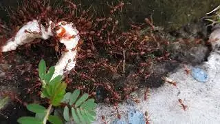 Feeding Frenzy Ants, Leech and Dot Dot Dot.