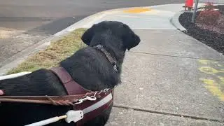 My Uber driver canceled my ride because of my guide dog! So frustrating!