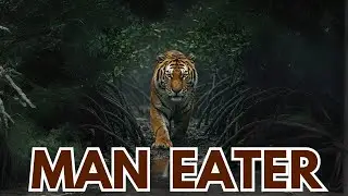 The Man Eating Tigers of Sundarbans. #tigers #animals #bigcat